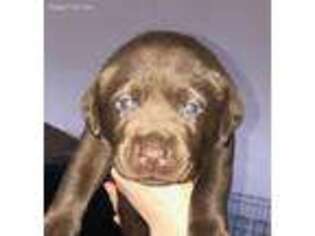 Medium Photo #1 Labrador Retriever Puppy For Sale in Menifee, CA, USA