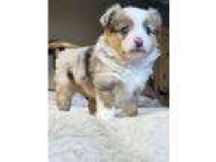 Miniature Australian Shepherd Puppy for sale in Fort Cobb, OK, USA
