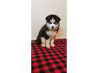 Siberian Husky Puppy for sale in Memphis, TN, USA