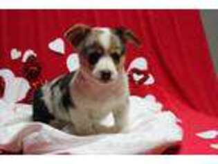 Pembroke Welsh Corgi Puppy for sale in Silverton, TX, USA