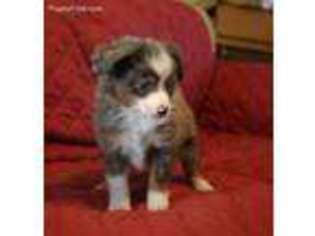 Miniature Australian Shepherd Puppy for sale in Louisville, KY, USA