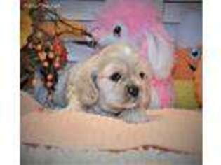 Cocker Spaniel Puppy for sale in Polk City, FL, USA