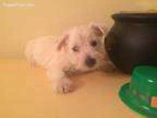 Small West Highland White Terrier