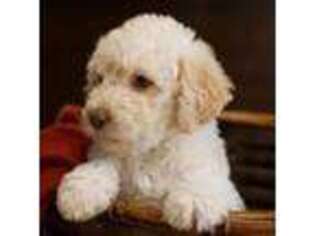 Labradoodle Puppy for sale in Arlington, TX, USA