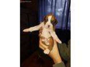 Boxer Puppy for sale in Mobile, AL, USA