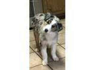 Australian Shepherd Puppy for sale in Tecumseh, OK, USA