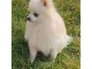 Pomeranian Puppy for sale in Meridian, ID, USA