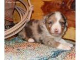 Miniature Australian Shepherd Puppy for sale in Eureka, NV, USA