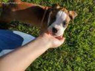 Boxer Puppy for sale in Almont, MI, USA