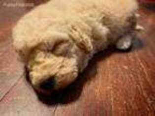 Goldendoodle Puppy for sale in Ashland, KY, USA