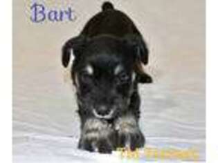 Mutt Puppy for sale in Detroit Lakes, MN, USA