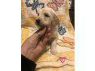 Goldendoodle Puppy for sale in Harrisburg, IL, USA