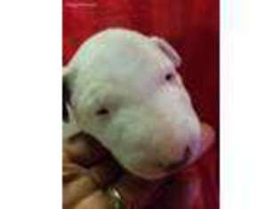 Bull Terrier Puppy for sale in Florissant, MO, USA