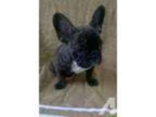 French Bulldog Puppy for sale in REEDLEY, CA, USA