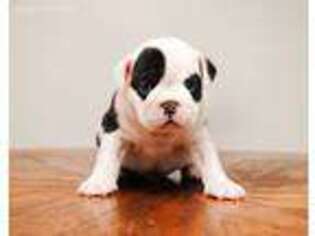 Bulldog Puppy for sale in Nashport, OH, USA