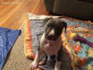 Mutt Puppy for sale in Hudson, MA, USA
