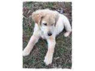 Mutt Puppy for sale in Garden City, MO, USA