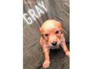 Golden Retriever Puppy for sale in Sun City, AZ, USA