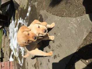Labrador Retriever Puppy for sale in Corning, NY, USA