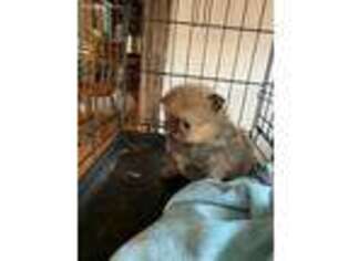 Pomeranian Puppy for sale in Clio, MI, USA