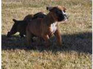 Boxer Puppy for sale in Wilder, ID, USA