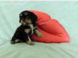 Cavalier King Charles Spaniel Puppy for sale in Harrington, DE, USA