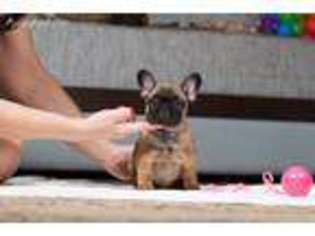 French Bulldog Puppy for sale in Caruthers, CA, USA