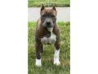 American Staffordshire Terrier Puppy for sale in Lake Elmo, MN, USA