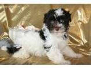 Havanese Puppy for sale in Lyons, NY, USA