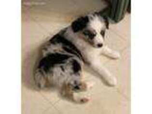 Miniature Australian Shepherd Puppy for sale in Blountsville, AL, USA