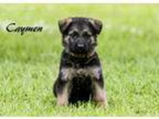 German Shepherd Dog Puppy for sale in Duson, LA, USA