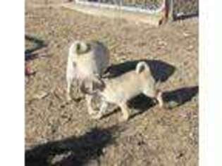 Pug Puppy for sale in Grant, NE, USA