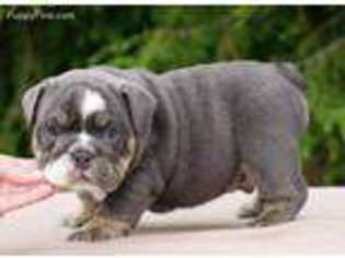 Bulldog Puppy for sale in Newcomerstown, OH, USA