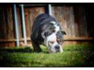 Olde English Bulldogge Puppy for sale in Forney, TX, USA