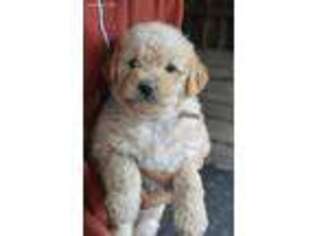 Labradoodle Puppy for sale in Sunbury, PA, USA