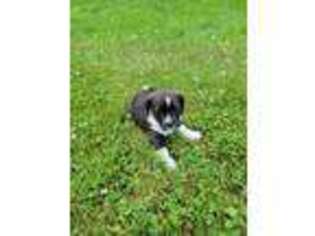 Mutt Puppy for sale in Coshocton, OH, USA
