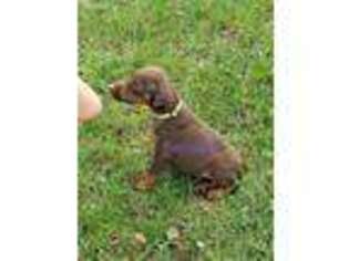 Doberman Pinscher Puppy for sale in Shelby, MI, USA