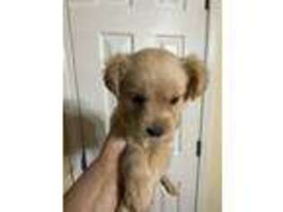 Labradoodle Puppy for sale in Tulare, CA, USA