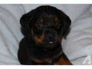 Rottweiler Puppy for sale in FOREST, MS, USA