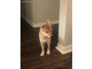 Shiba Inu Puppy for sale in Bradenton, FL, USA