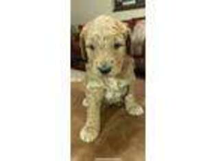 Goldendoodle Puppy for sale in Arlington, TN, USA