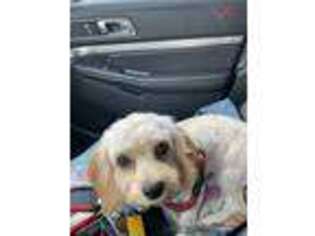 Cavachon Puppy for sale in Yorktown, VA, USA