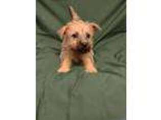 Cairn Terrier Puppy for sale in Telephone, TX, USA