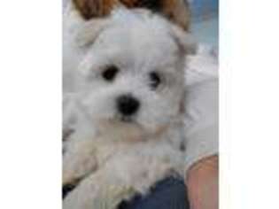 Maltese Puppy for sale in Warren, MI, USA