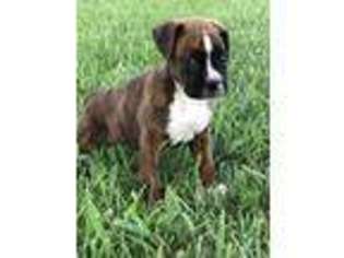 Boxer Puppy for sale in Garden City, MO, USA