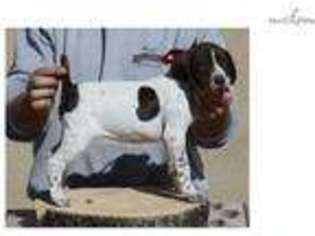 German Shorthaired Pointer Puppy for sale in Saint George, UT, USA