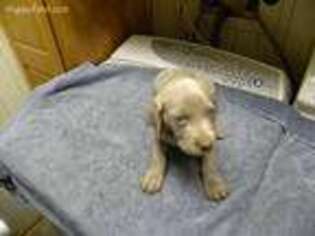 Weimaraner Puppy for sale in Grove City, OH, USA