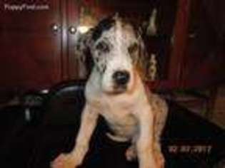 Great Dane Puppy for sale in Holiday, FL, USA
