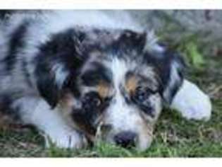 Miniature Australian Shepherd Puppy for sale in Forney, TX, USA