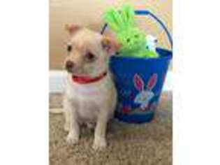 Mutt Puppy for sale in Lisle, IL, USA